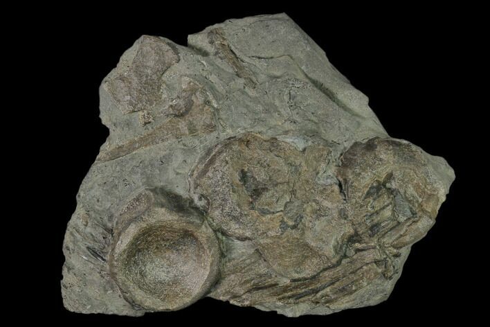 Plate of Fossil Ichthyosaur Bones - Germany #150337